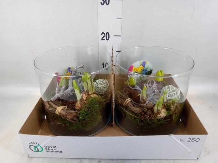 <h4>Arr.   Bol/Knolgewas L%</h4>