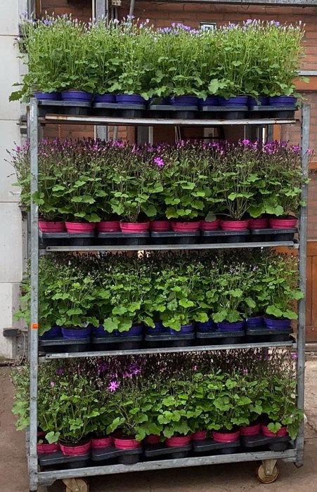 <h4>PERI C SEN GEM</h4>