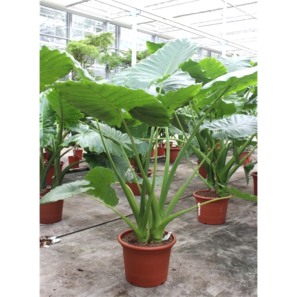 <h4>Alocasia overig</h4>