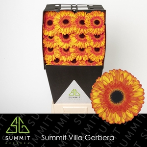 Gerbera Spotlight Diamond per kaart