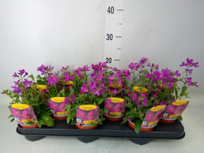 <h4>Arabis blepharophylla</h4>