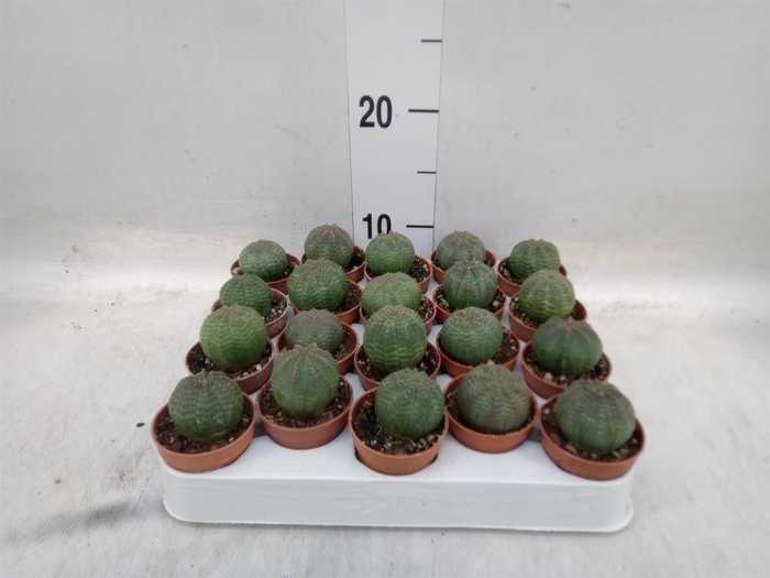 <h4>Euphorbia   ...</h4>