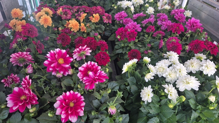 <h4>DAHLIA ROYAL GEM</h4>