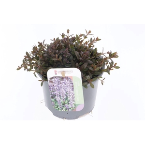 Ajuga reptans Chocolate Chips