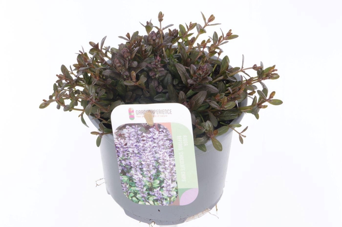 <h4>Ajuga reptans Chocolate Chips</h4>