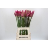 Nerine Mix