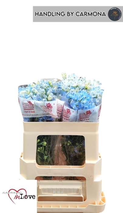 <h4>DELPH EN M PLAT BLUE</h4>