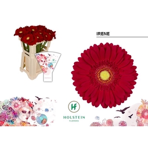 Gerbera Irene Water x40