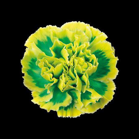 <h4>Dianthus St Brasil</h4>