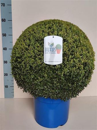 <h4>Buxu Sempervirens</h4>