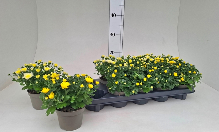 <h4>CHRYS GARDEN MUMS GM</h4>