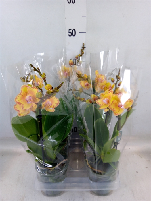 <h4>Phalaenopsis   ...</h4>