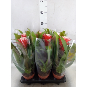 Guzmania  'Hope'