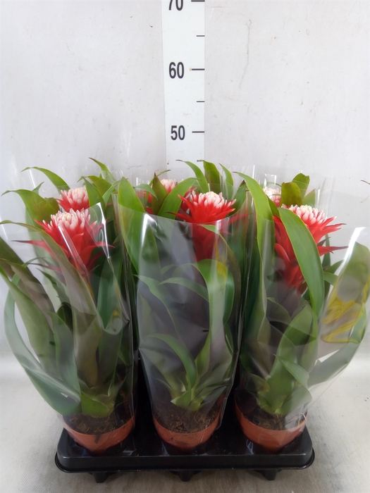 <h4>Guzmania  'Hope'</h4>