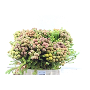 Kaaps Berz Galpinii Baubles