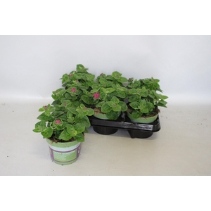 Ageratum artist Basso Rose