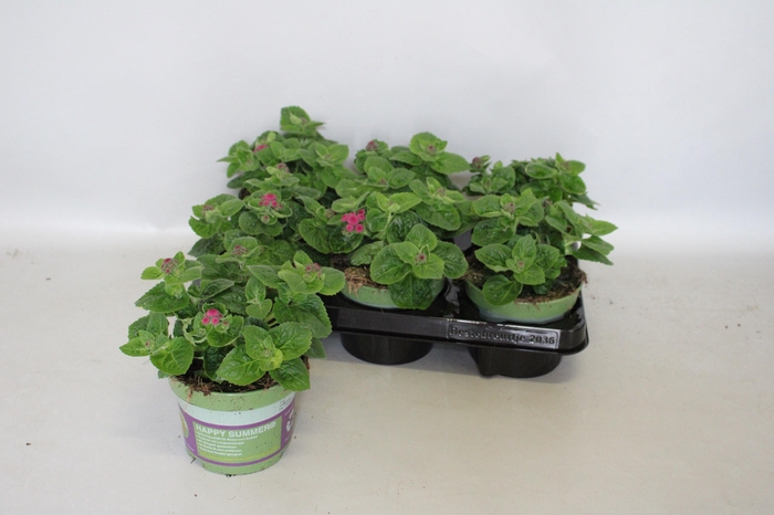 <h4>Ageratum artist Basso Rose</h4>