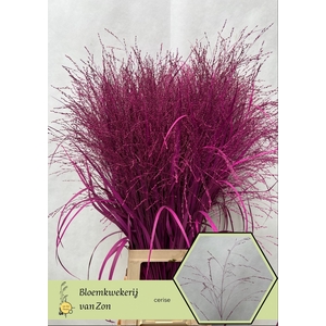 Siergras Klb Cerise Frank Zon