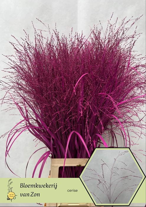 <h4>Siergras Klb Cerise Frank Zon</h4>