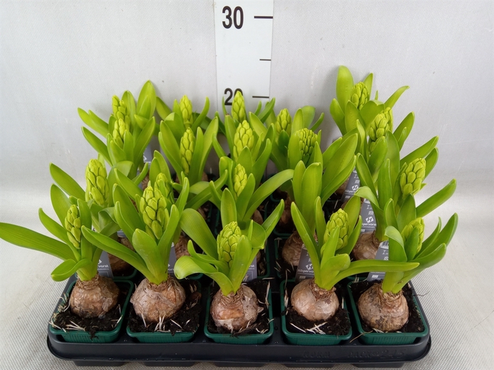 <h4>Hyacinthus orie. 'Pearl White'</h4>