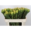 Leucadendron Disc. Geel