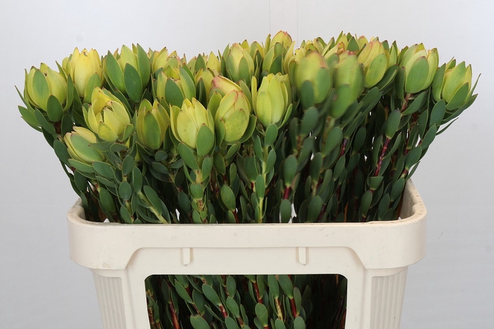 Leucadendron Disc. Geel