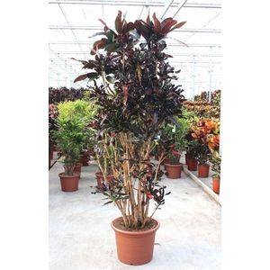 Codiaeum Mammi