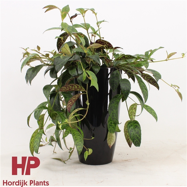 <h4>Aeschynanthus Marmoratus - keramiek zwart</h4>