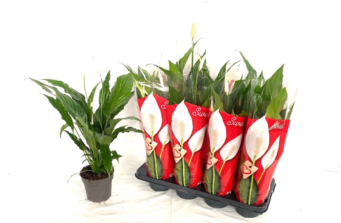 arr8 Spath Sweet Chico