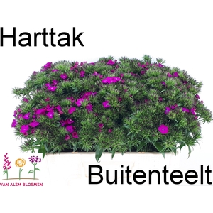 Dianthus barb Amazon Neon Purple