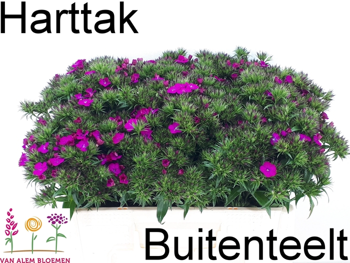 <h4>Dianthus barb Amazon Neon Purple</h4>