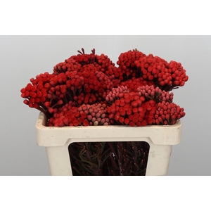 Kaaps Groen Red Brunia Medium