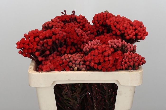 <h4>Kaaps Groen Red Brunia Medium</h4>