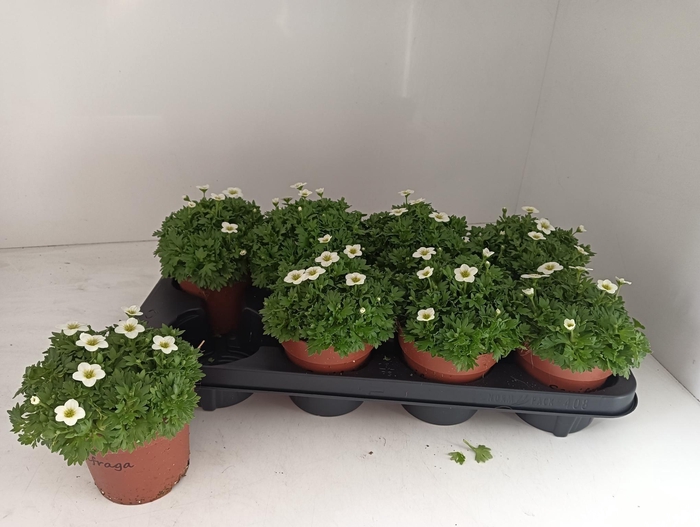 <h4>SAXIF AR ALP WHITE</h4>