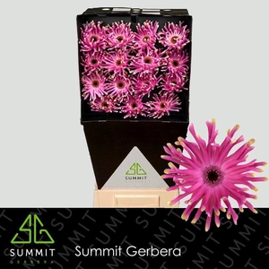 Gerbera Pastini Vittoria Diamond per kaart
