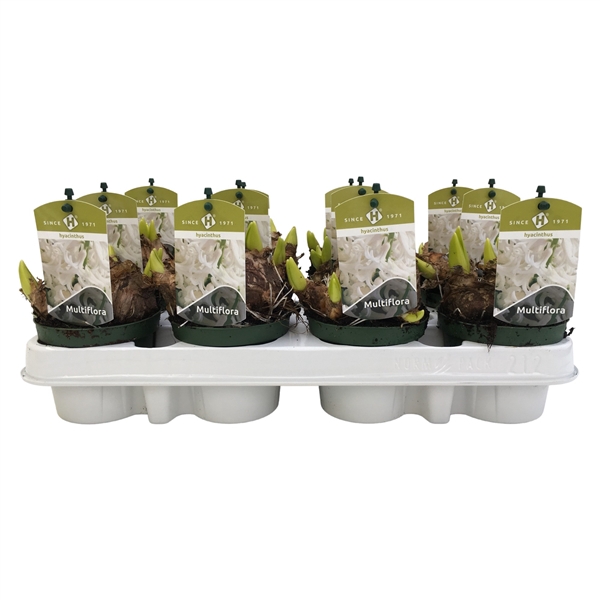 <h4>Multiflora White 9 cm.</h4>