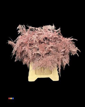 <h4>Asp 1e Metallic Pink</h4>