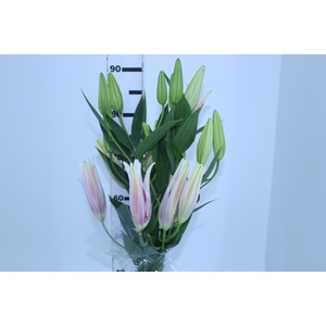 LIRIO TASMAN 090 CM HT 3/5 FLS