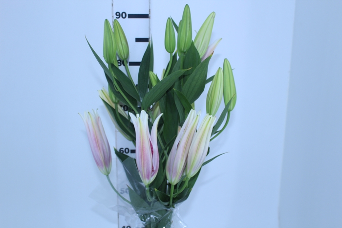 LIRIO TASMAN 090 CM HT 3/5 FLS