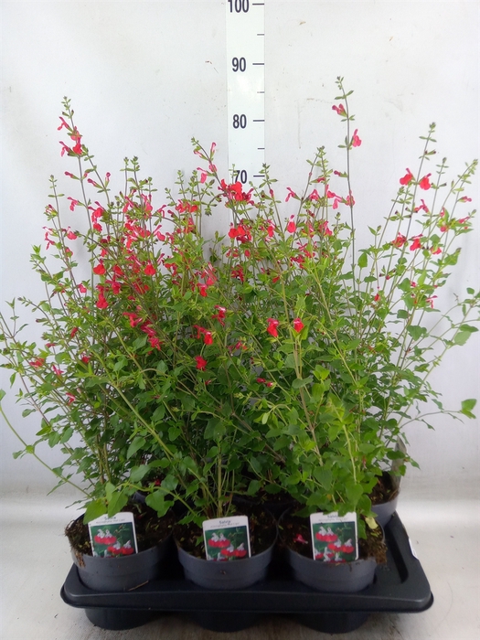 <h4>Salvia micro.</h4>