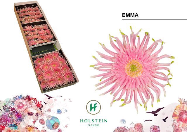<h4>Gerbera Gerpasta Emma</h4>