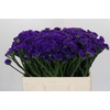 Limonium sinuatum Navy Sun Birds