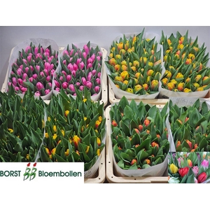 Tulip En Mixed