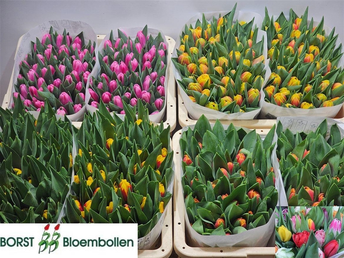 <h4>Tulip En Mixed</h4>