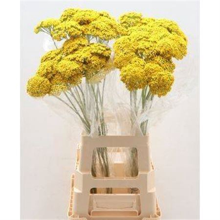 <h4>Achil F Park Variety</h4>