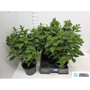 HYDR PANICULATA