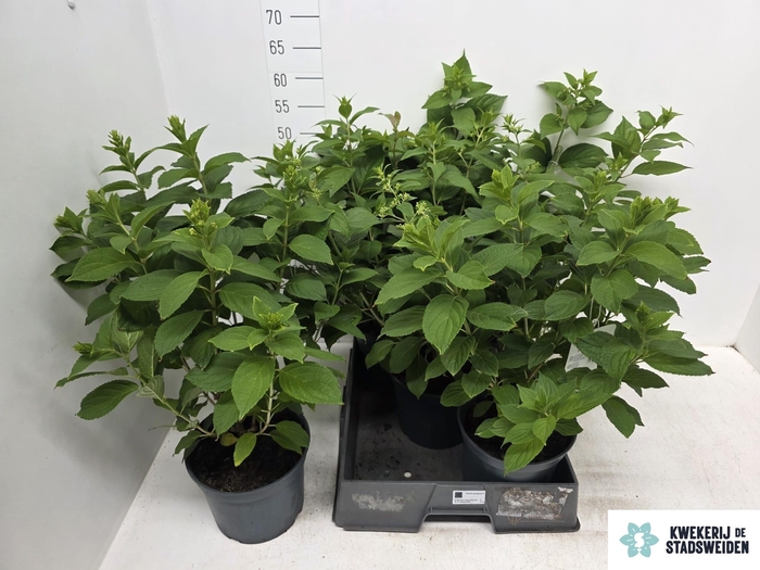 <h4>HYDR PANICULATA</h4>