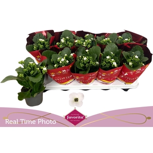 KAL EN ASTERIA WHITE