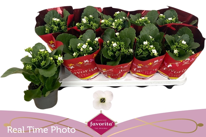 <h4>KAL EN ASTERIA WHITE</h4>