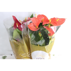 ANTHURIUM VARIADO P17